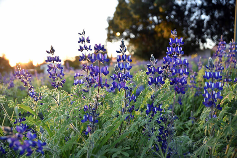 ブルーのテキサス州花
